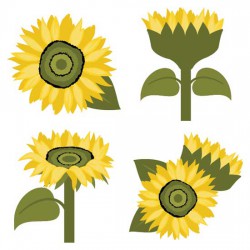 Sunflowers - CS