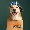 Cutie Corgi - Dog Puns - CS -  - Sample 1